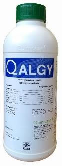 Q Algy